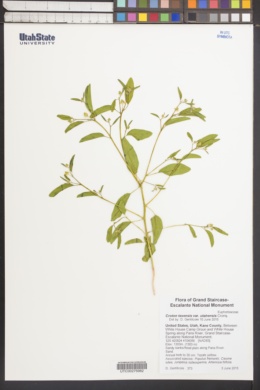 Croton texensis var. utahensis image