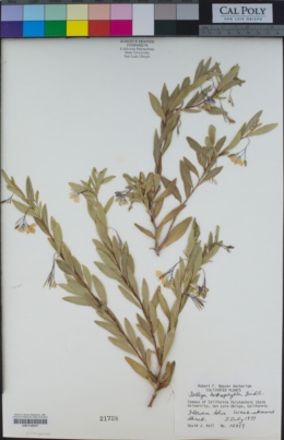 Sollya heterophylla image