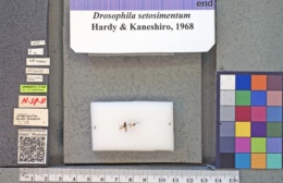 Drosophila setosimentum image