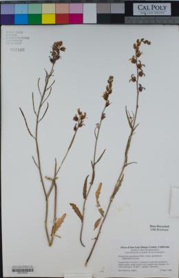 Streptanthus glandulosus image