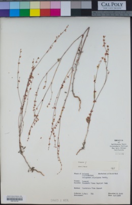Eriogonum polycladon image