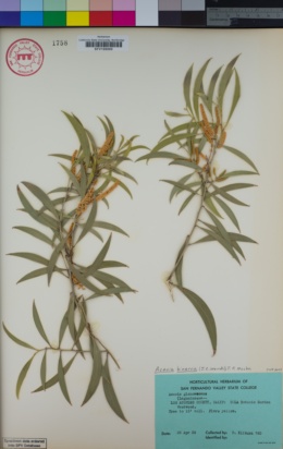 Image of Acacia binervia