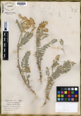 Astragalus tyghensis image