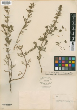 Image of Teucrium coahuilanum