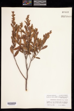 Chamaedaphne calyculata image