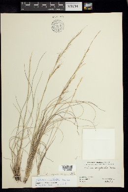Image of Aristida curvifolia