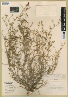 Image of Acmispon oroboides