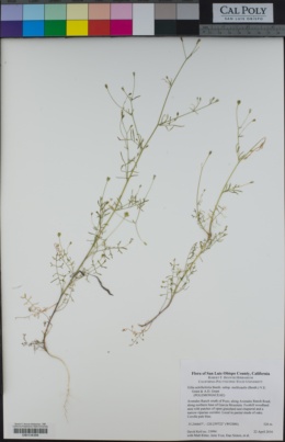 Gilia achilleifolia subsp. multicaulis image