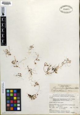 Image of Ranunculus hyperboreus