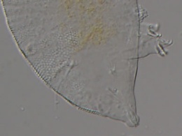 Pseudechiniscus suillus image