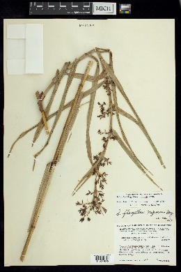Image of Scleria flagellum-nigrorum