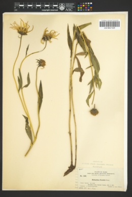 Image of Helianthus cusickii