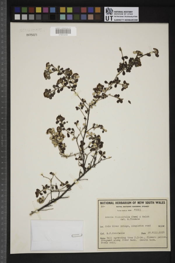 Acacia filicifolia image