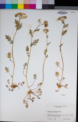Image of Phacelia fimbriata
