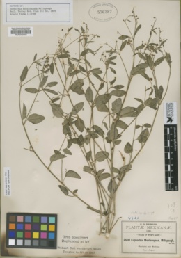 Image of Euphorbia montereyana
