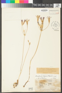 Brodiaea elegans image