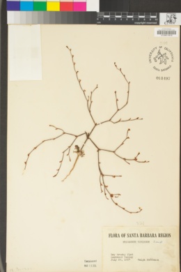 Eriogonum vimineum image
