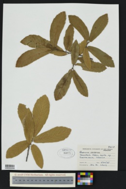 Image of Quercus castanea
