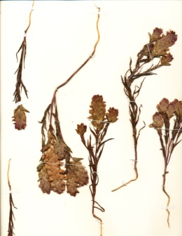 Image of Orthocarpus copelandi