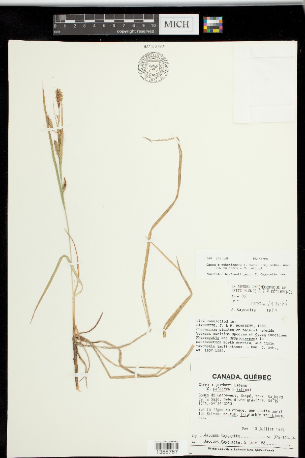 Carex x subpaleacea image