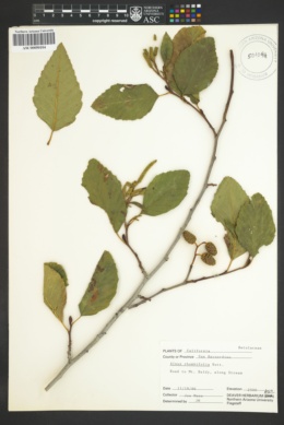 Image of Alnus rhombifolia