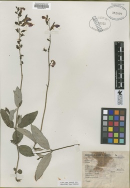 Salvia nigriflora image