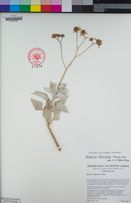 Image of Encelia farinosa