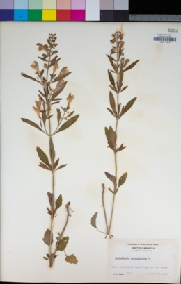 Image of Scutellaria integrifolia