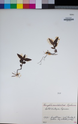 Image of Chimaphila maculata