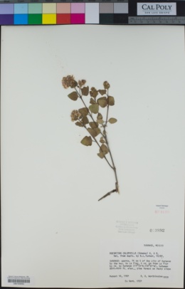 Image of Ageratina calophylla