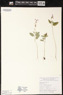 Cuphea leptopoda image