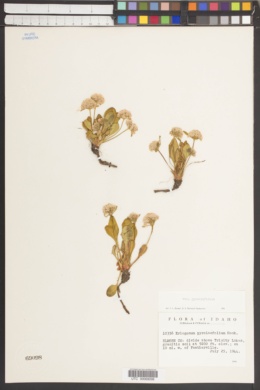 Eriogonum pyrolifolium var. pyrolifolium image