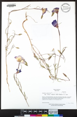 Clarkia gracilis image