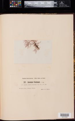 Ceramium floridanum image