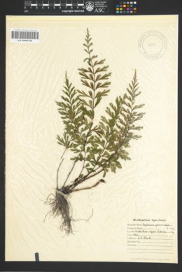 Image of Asplenium aethiopicum