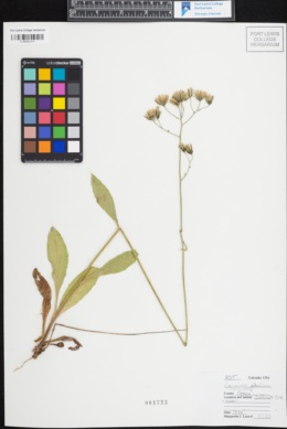 Image of Hieracium albiflorum