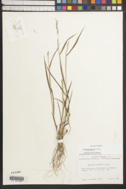 Image of Elymus macrourus