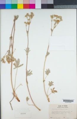 Potentilla gracilis var. elmeri image