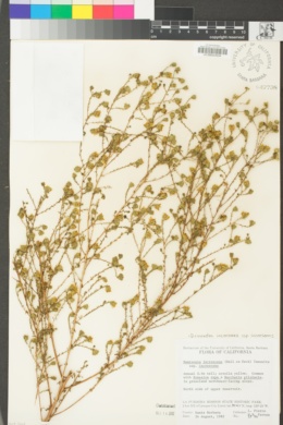 Deinandra increscens subsp. increscens image