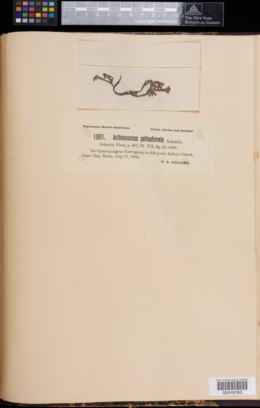 Gymnogongrus crenulatus image