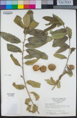 Image of Ficus capreifolia