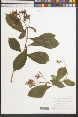 Fuchsia arborescens image