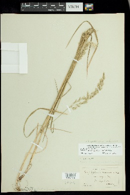 Graphephorum melicoides image
