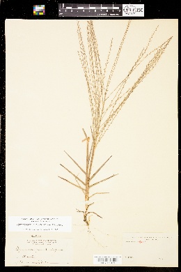 Image of Gymnopogon chapmanianus