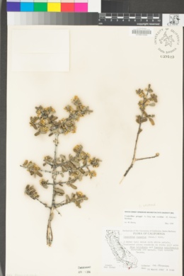 Ceanothus pauciflorus image