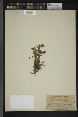Erigeron acris subsp. debilis image