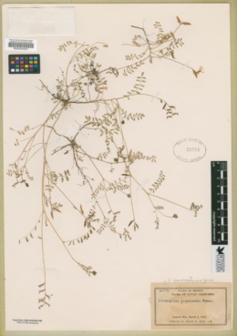 Astragalus francisquitensis image