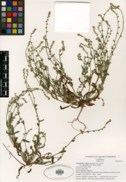Plagiobothrys collinus var. fulvescens image