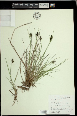 Carex lenticularis var. dolia image