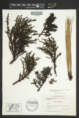 Arceuthobium vaginatum subsp. vaginatum image